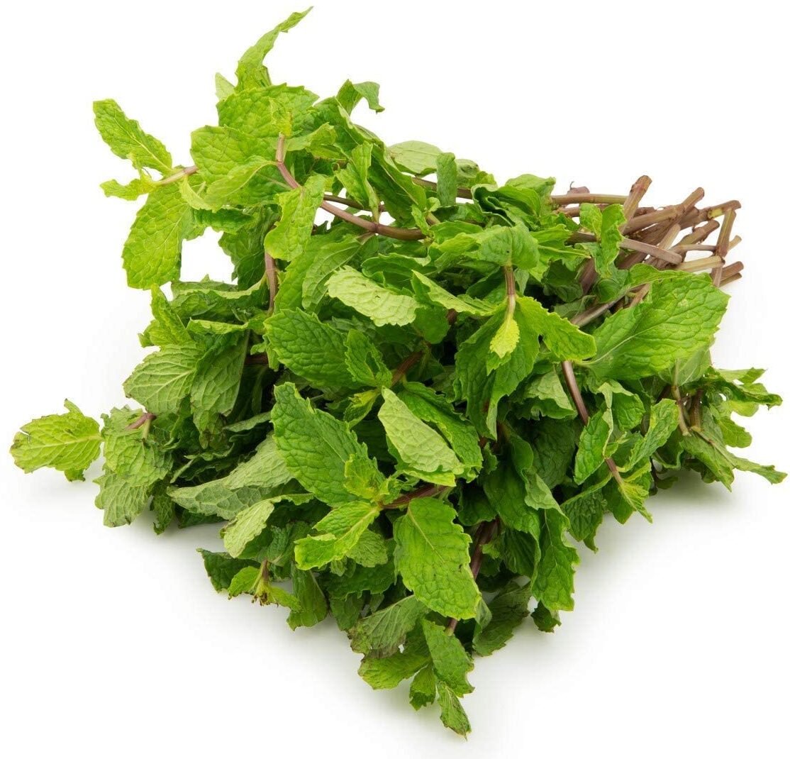 Fresh Mint Leaves Supplier And Manufacturer From Bhopal