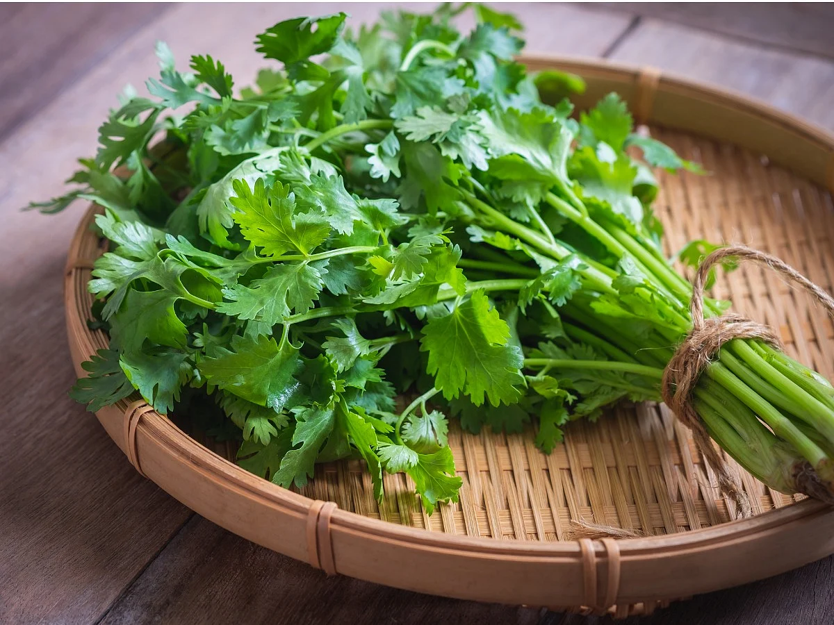 Coriander Leaves Wholesaler And Supplier In India